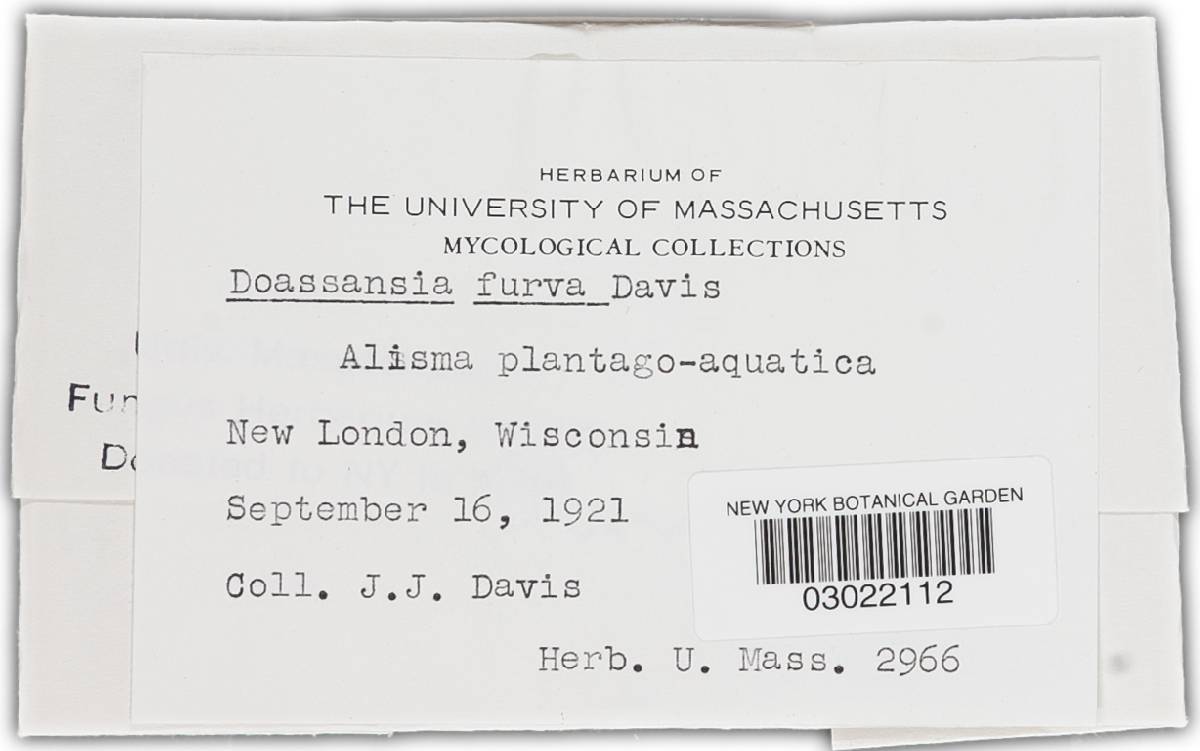 Doassansiopsis furva image