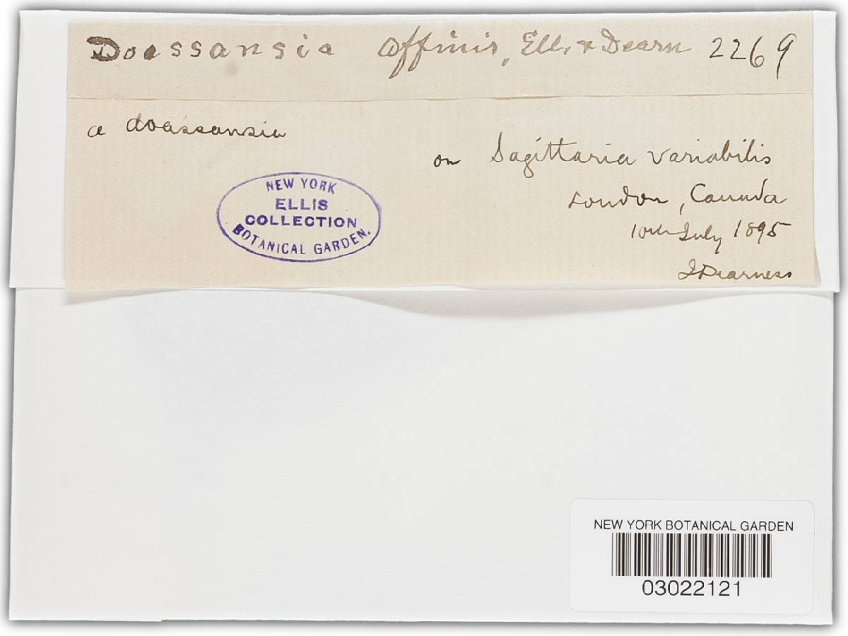 Doassansiopsis intermedia image