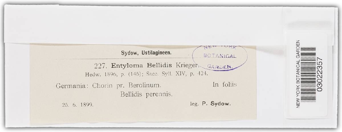 Entyloma bellidis image