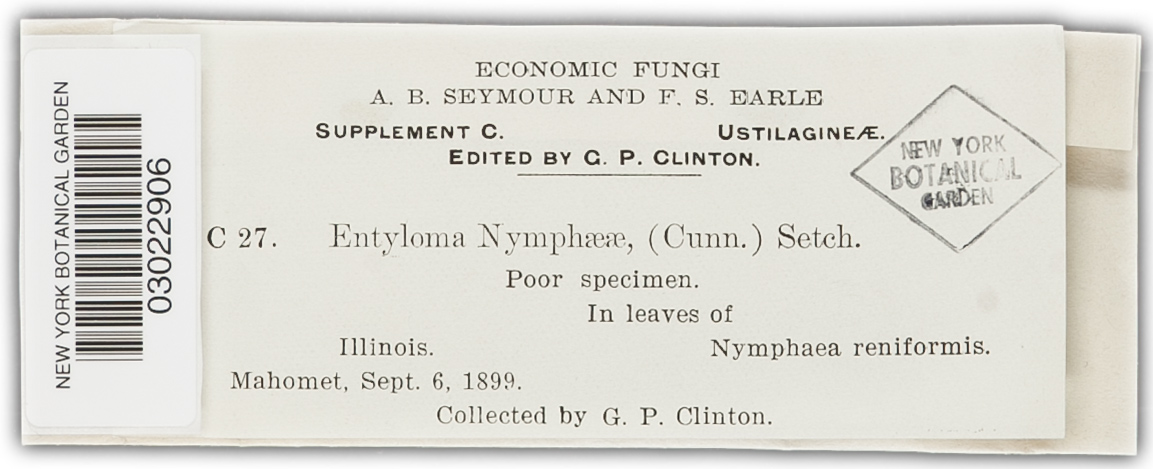 Entyloma nymphaeae image