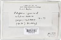 Phellinus igniarius image