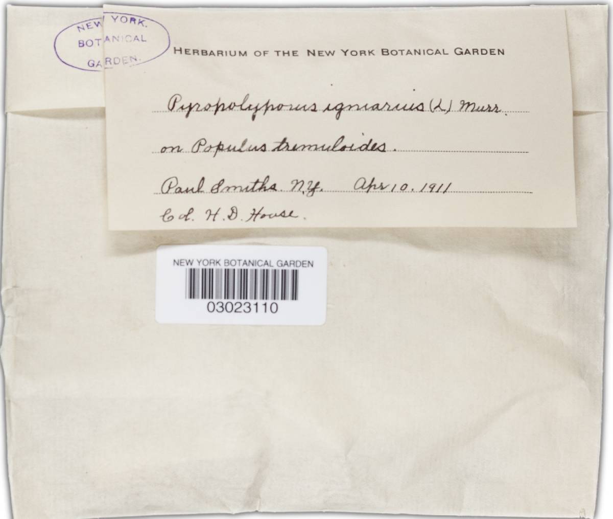 Phellinus igniarius f. resupinatus image