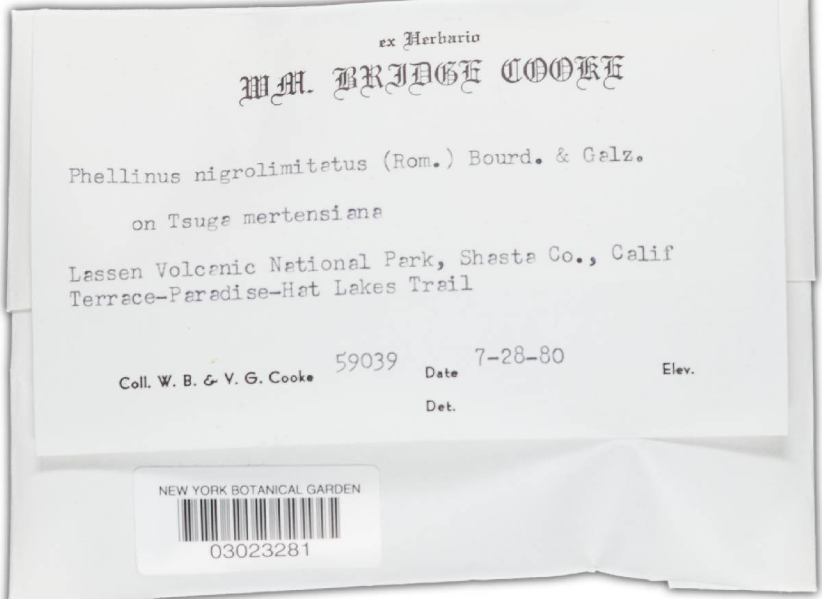 Phellopilus nigrolimitatus image
