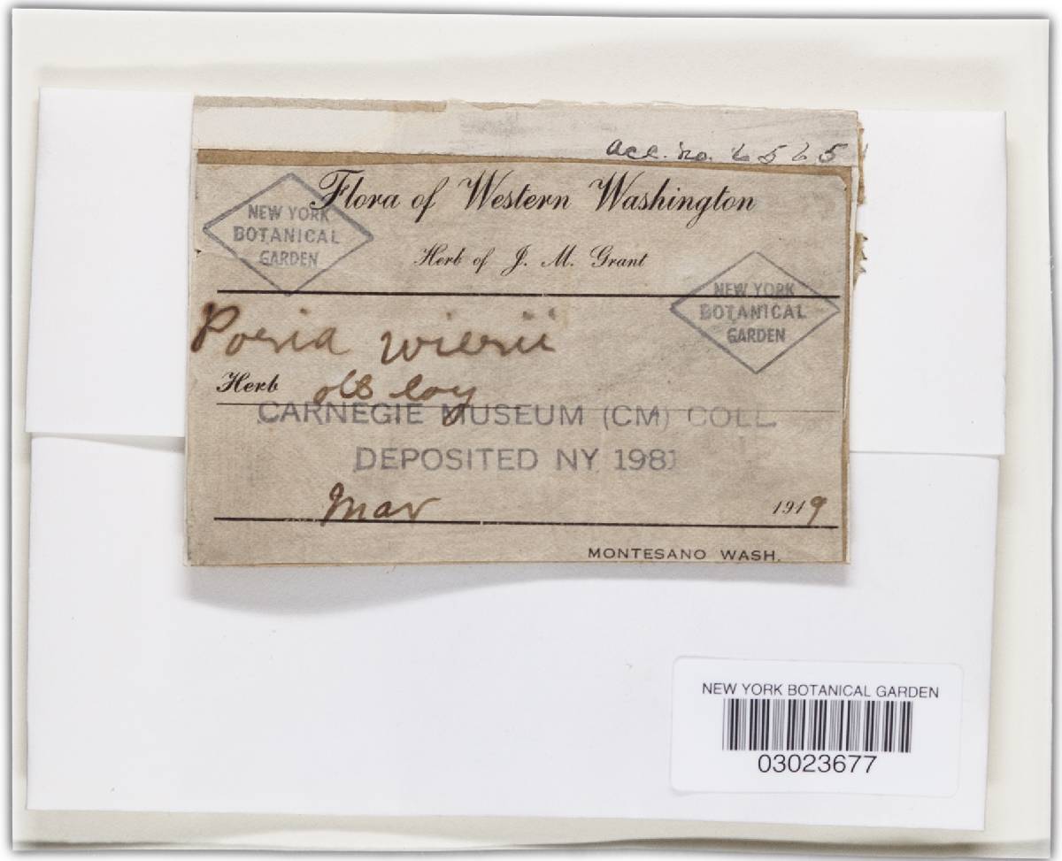 Phellinus weirii image