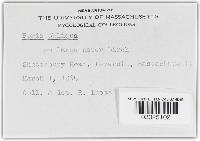 Inonotus obliquus image
