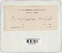 Phellinus conchatus image