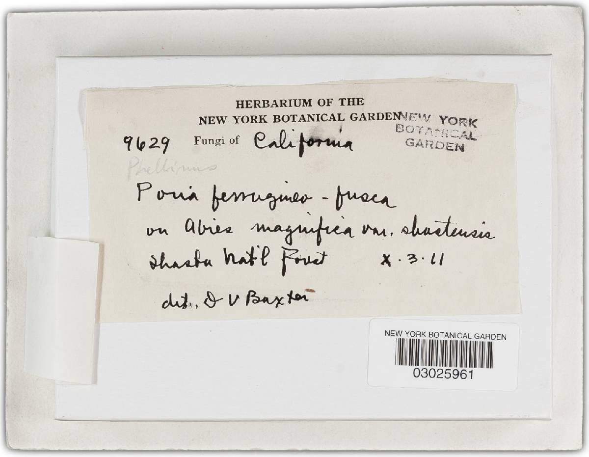 Phellinidium ferrugineofuscum image