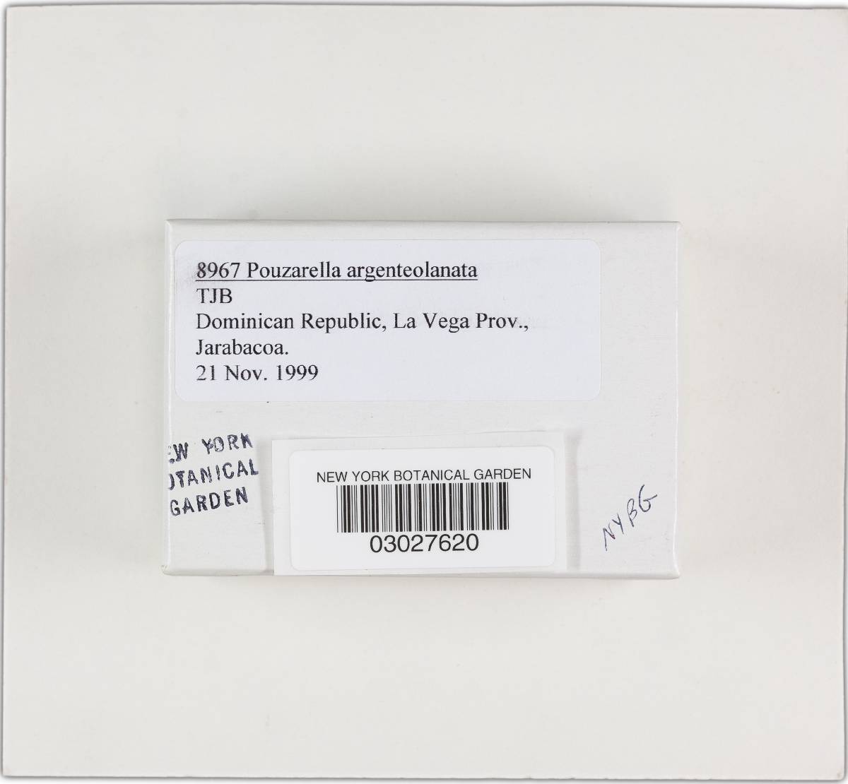 Pouzarella argenteolanata image