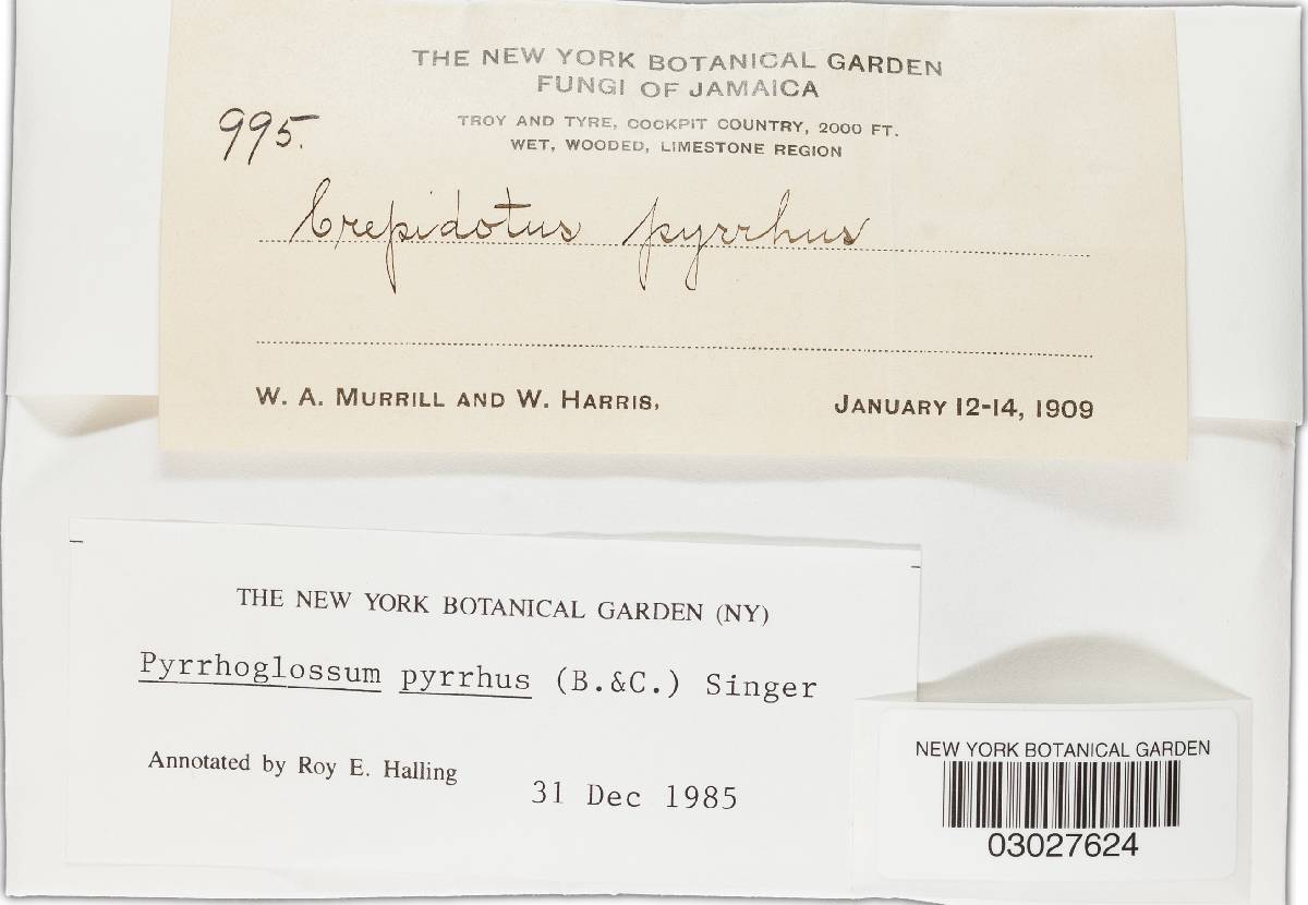 Pyrrhoglossum pyrrhum image