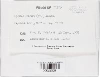 Rickenella fibula image