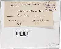 Phellinus gilvus image
