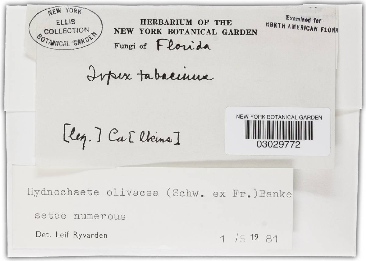Hydnochaete tabacina image