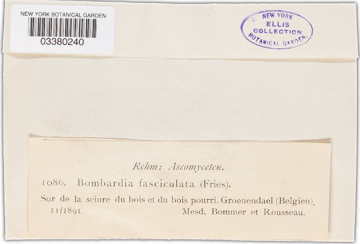 Bombardia bombarda image