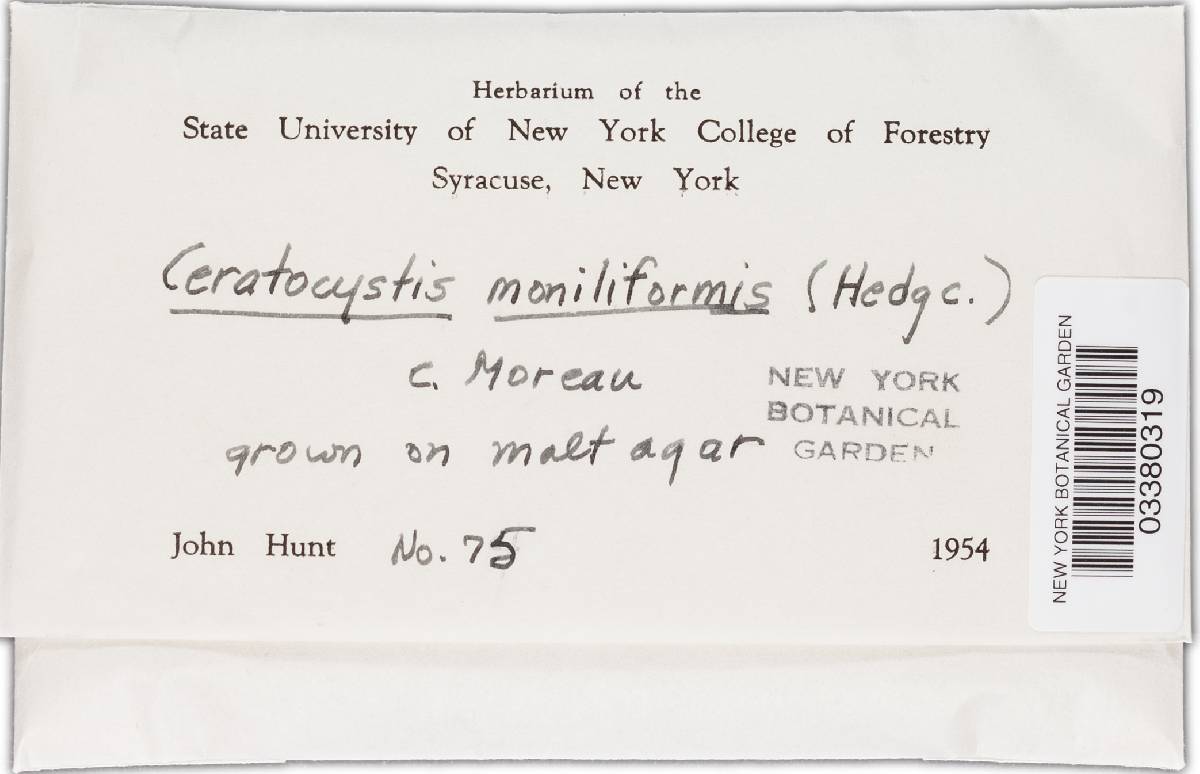 Ceratocystis moniliformis image