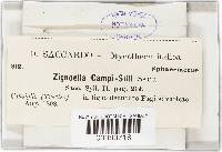 Zignoëlla campi-silii image