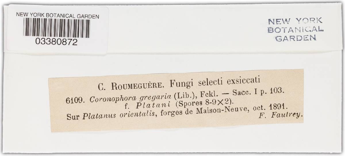Coronophora gregaria image