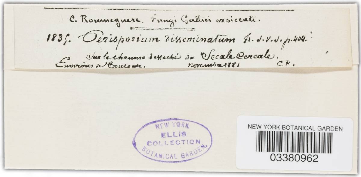 Perisporium disseminatum image