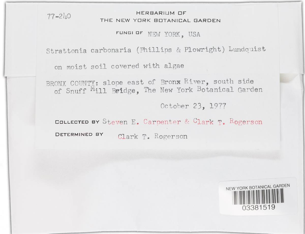 Strattonia carbonaria image