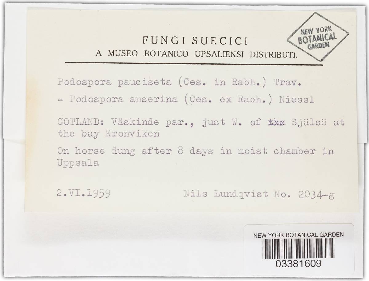 Podospora pauciseta image