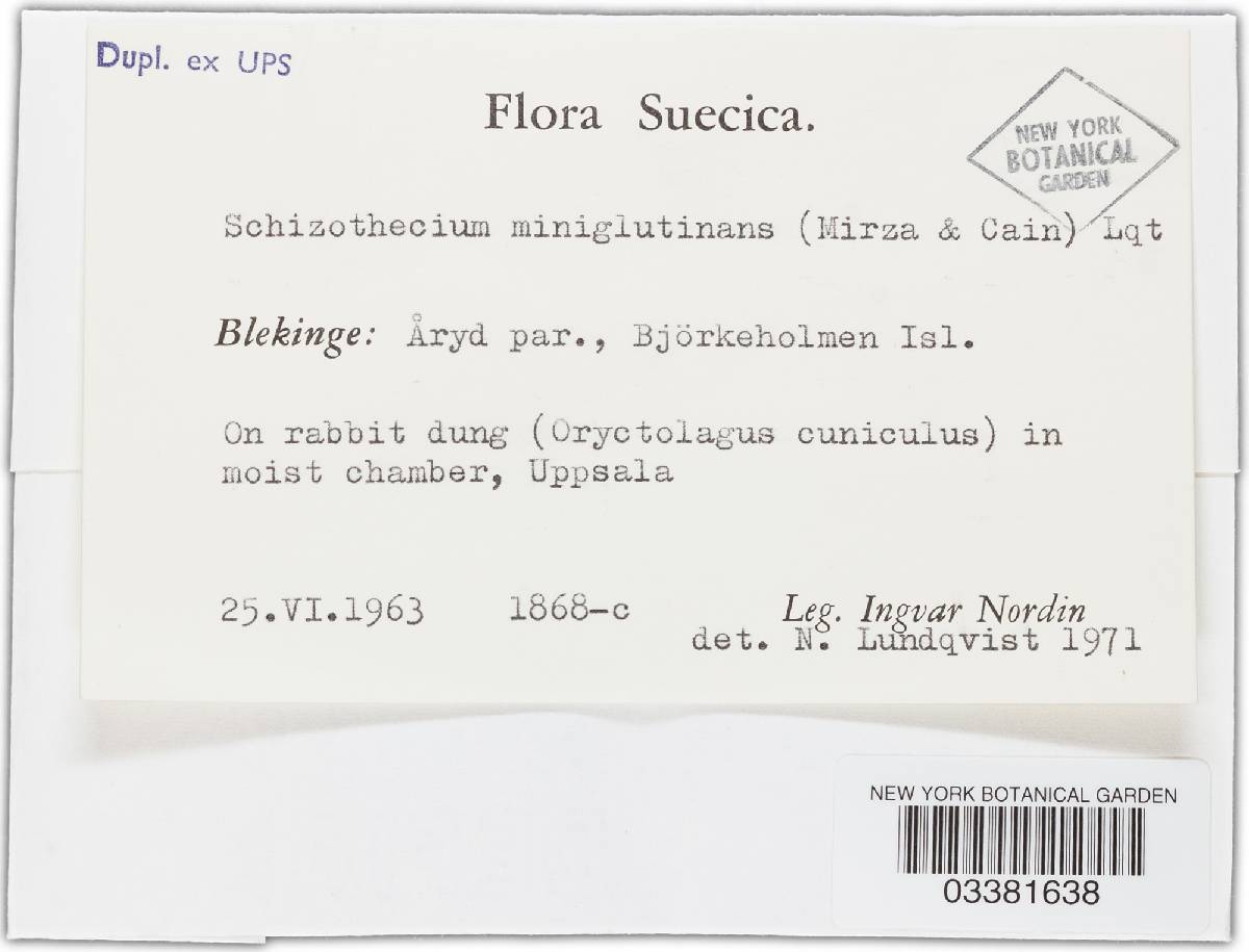 Schizothecium miniglutinans image