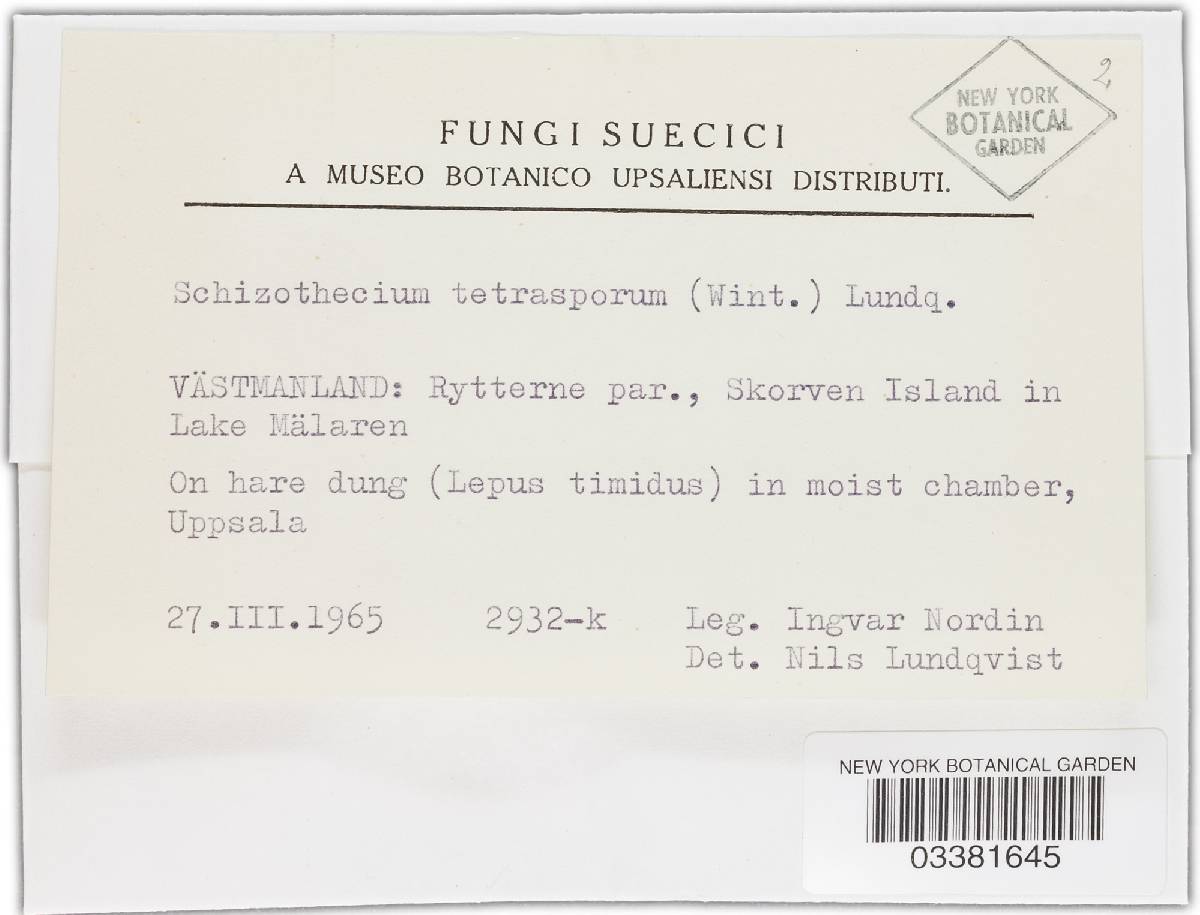 Schizothecium tetrasporum image