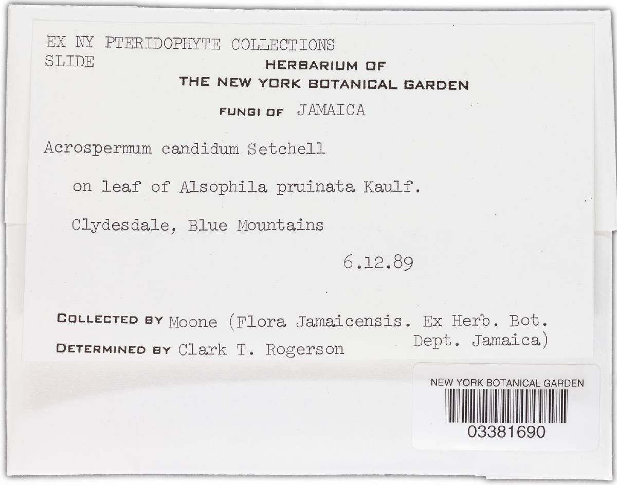 Cyanodermella candida image
