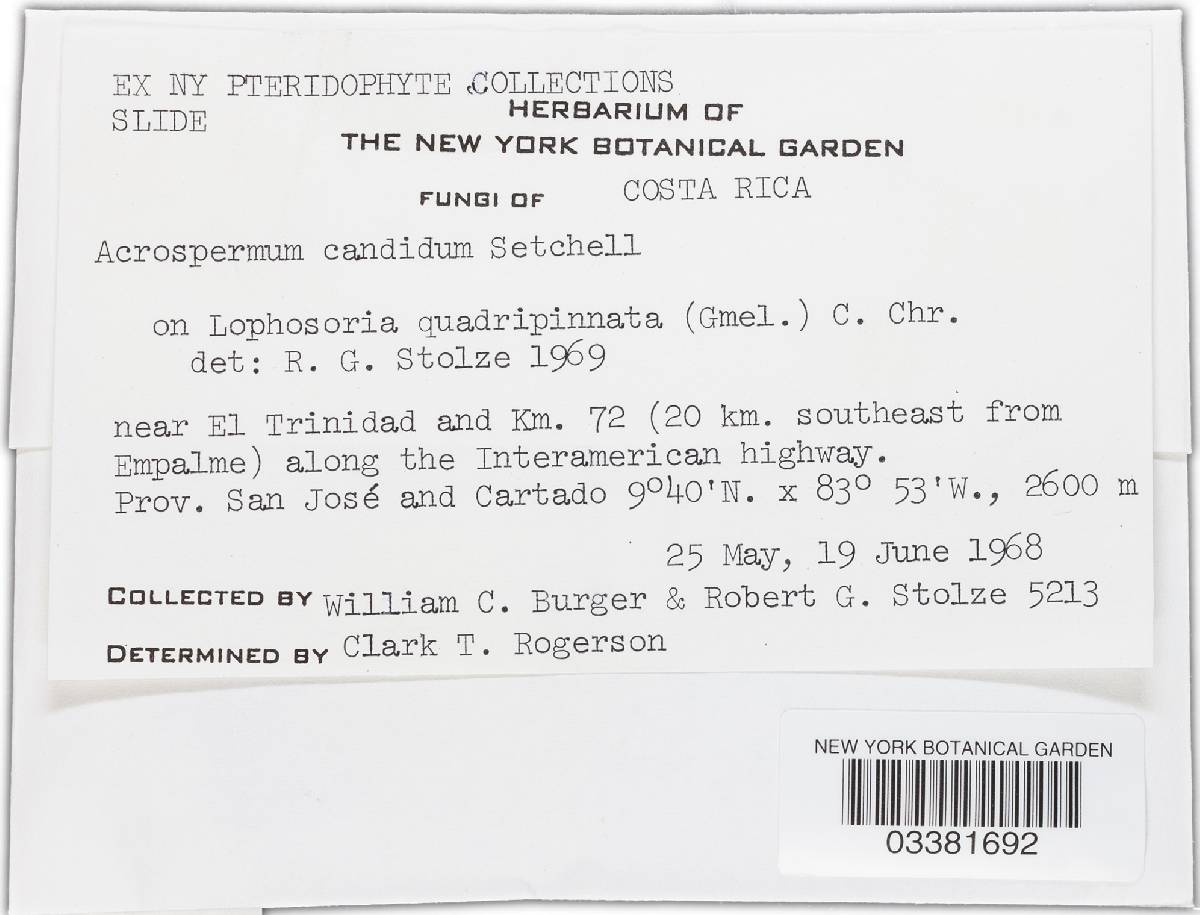Cyanodermella image