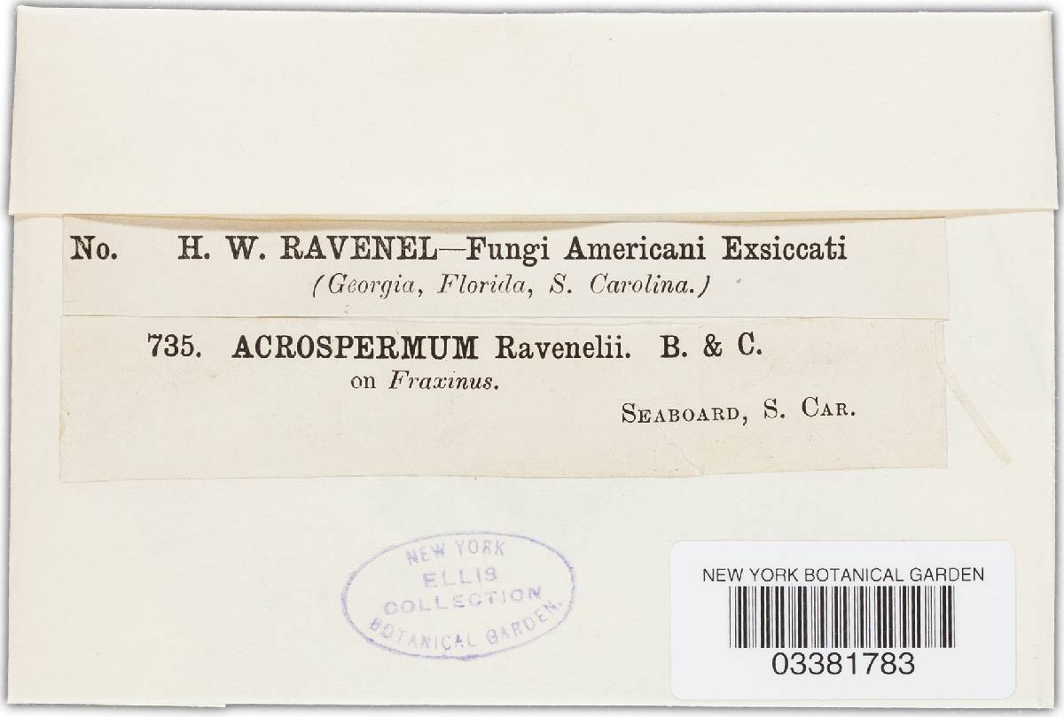 Acrospermum ravenelii image