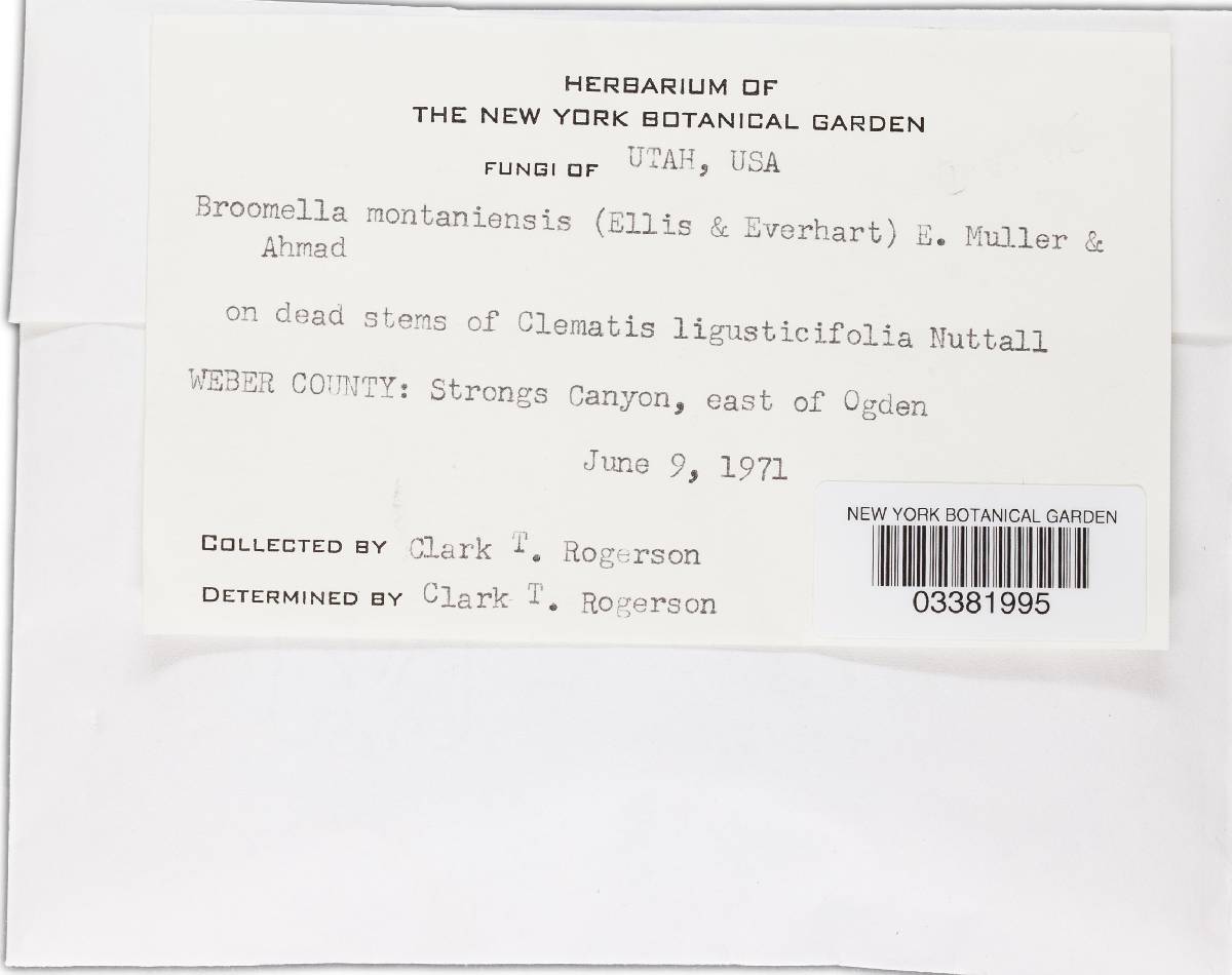 Broomella montaniensis image