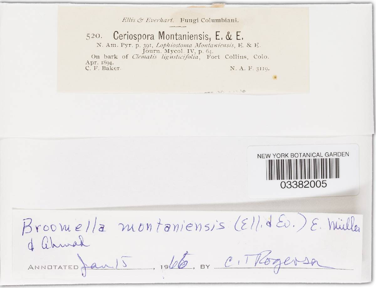 Broomella montaniensis image