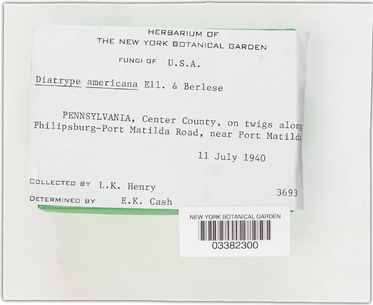 Diatrype americana image
