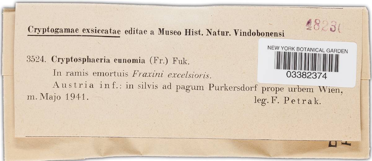 Cryptosphaeria eunomia image
