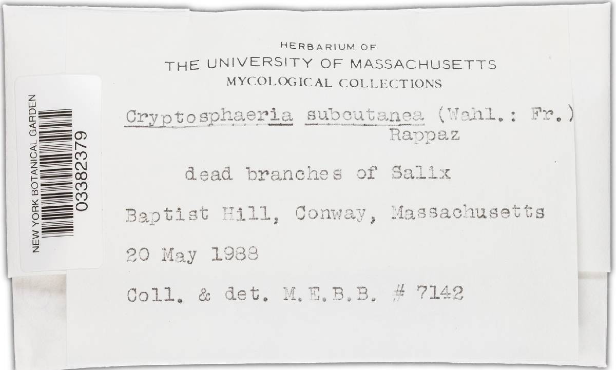 Cryptosphaeria subcutanea image