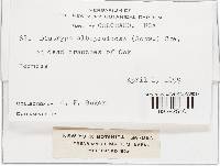 Diatrype albopruinosa image