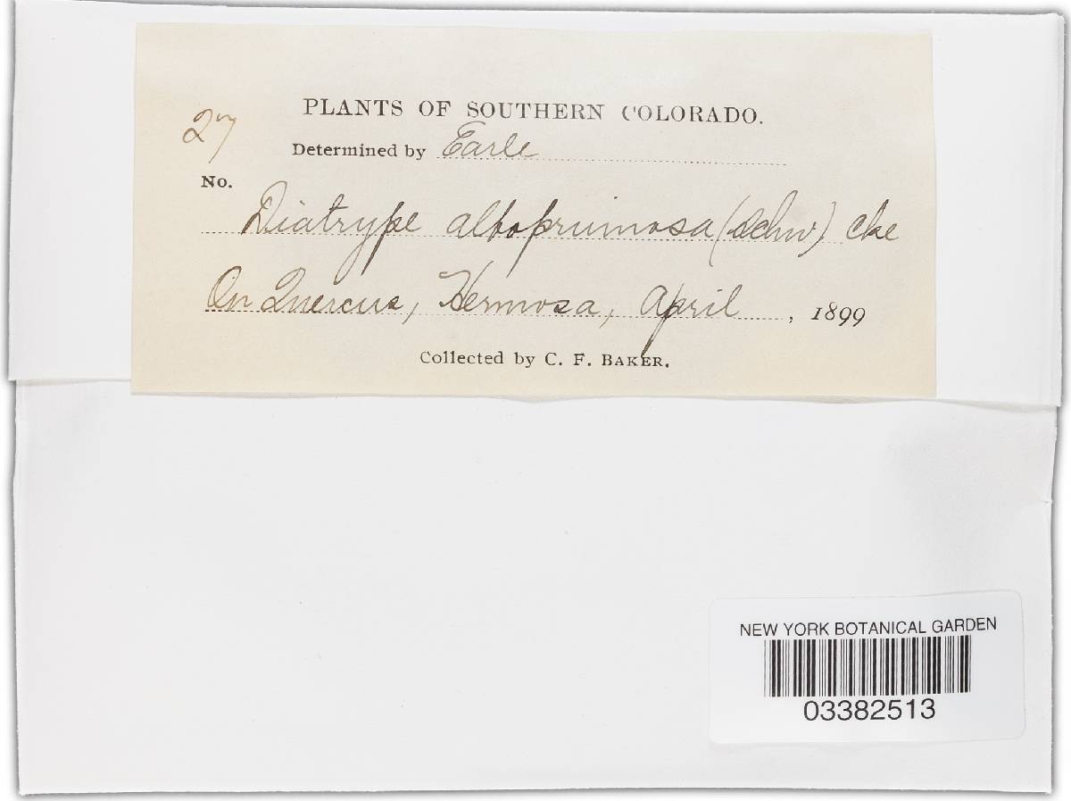 Diatrype albopruinosa image