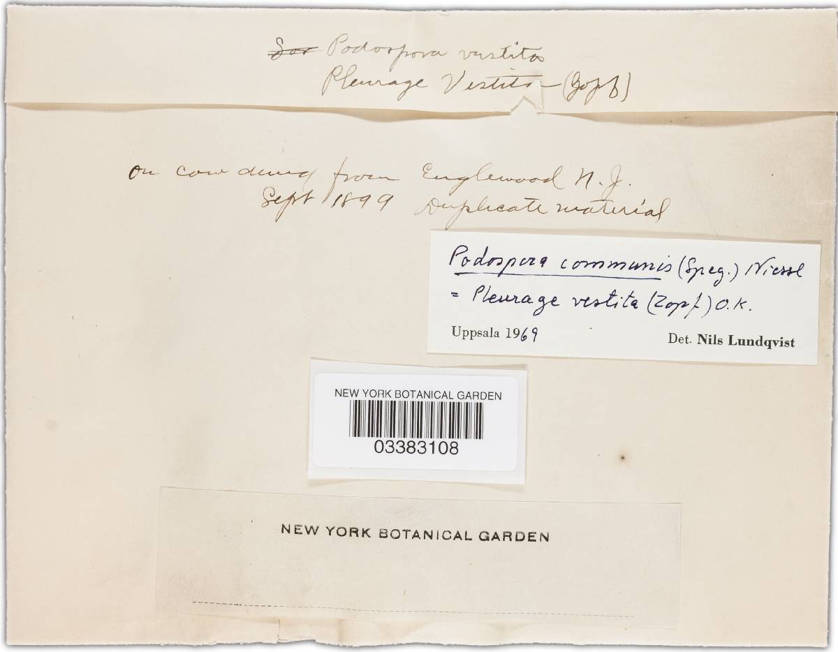 Podospora communis image