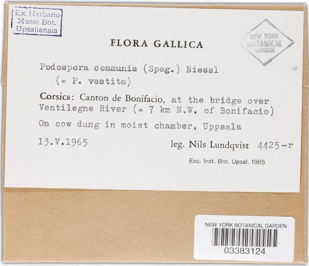 Podospora communis image