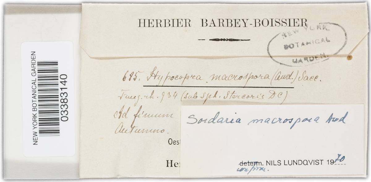 Sordaria image