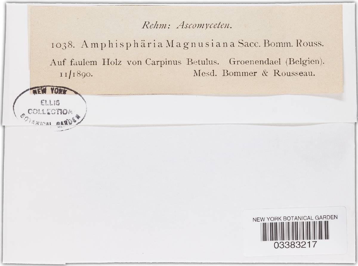 Amphisphaeria magnusii image