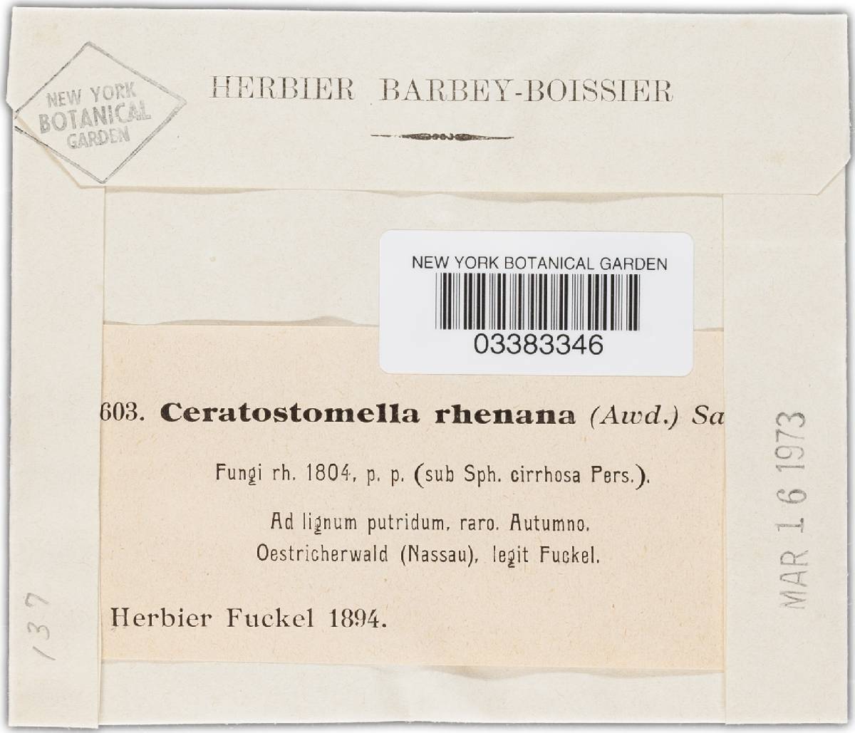 Ceratosphaeria rhenana image