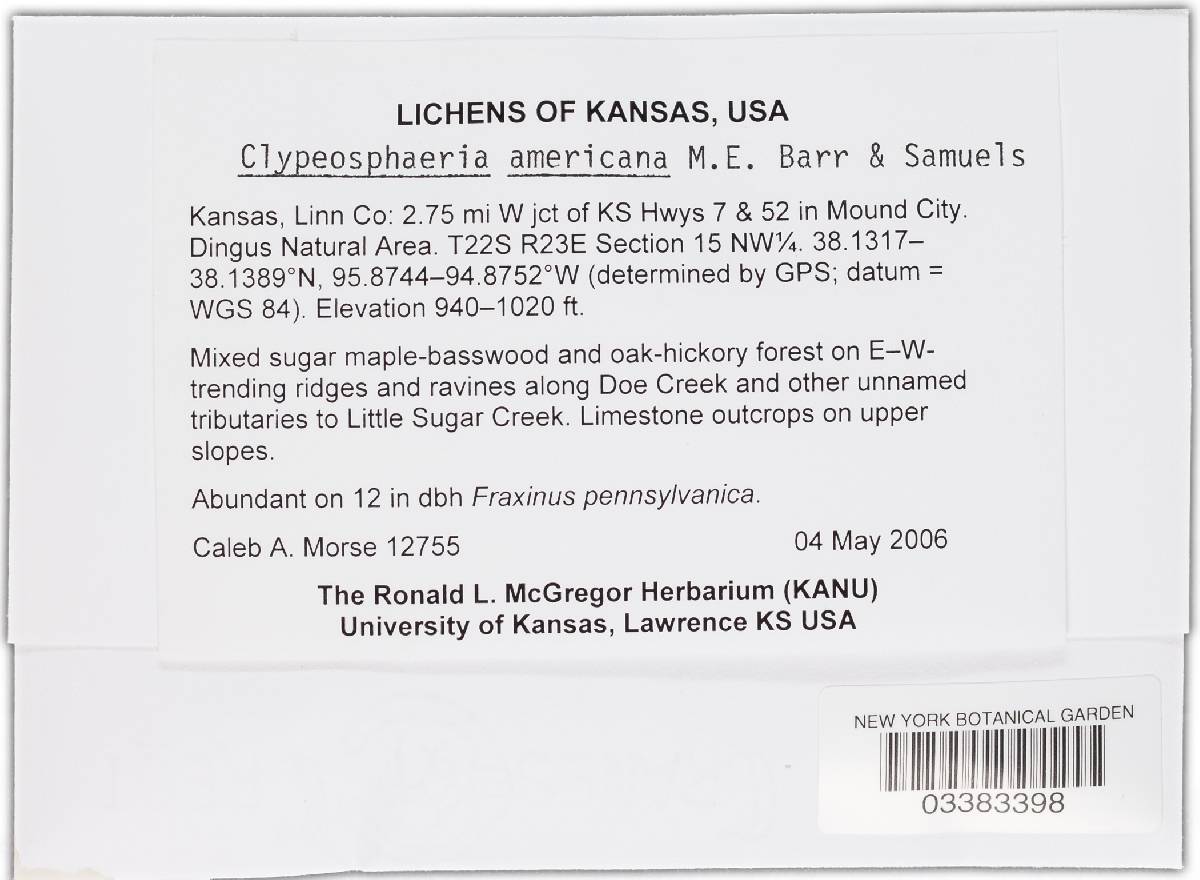 Stereosphaeria americana image