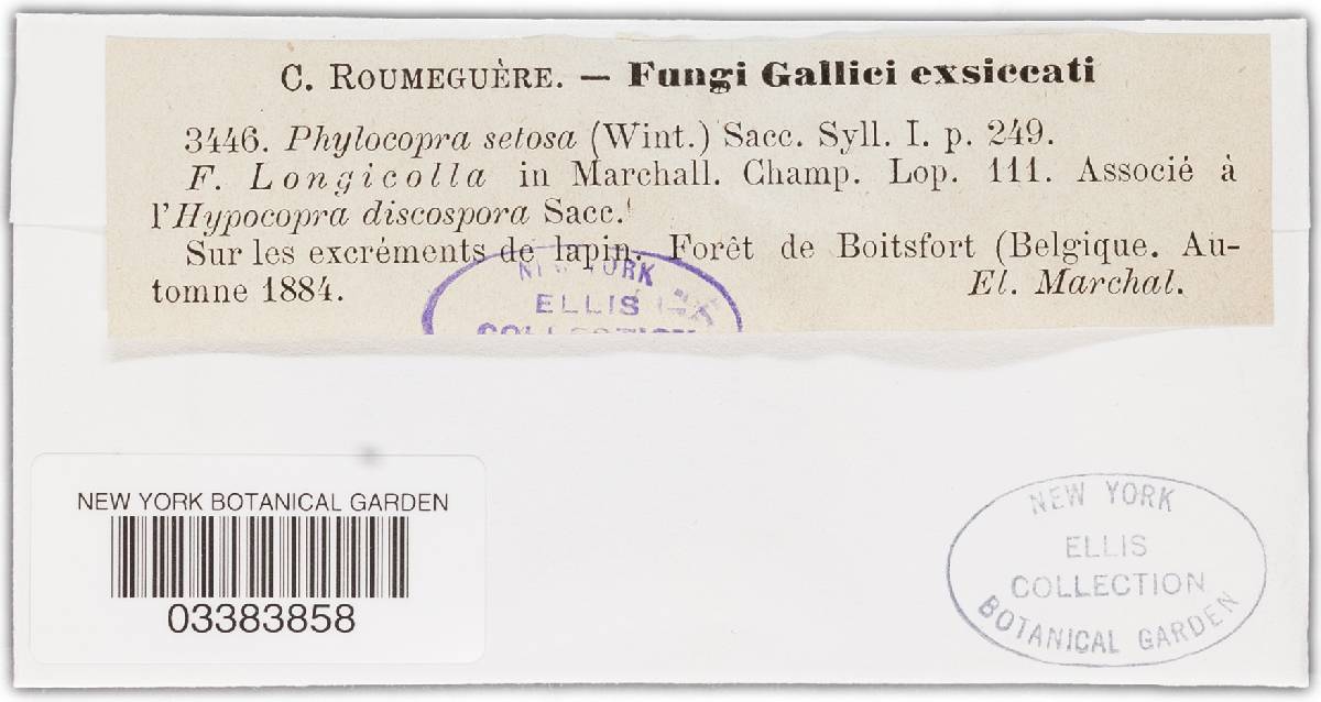 Podospora setosa image