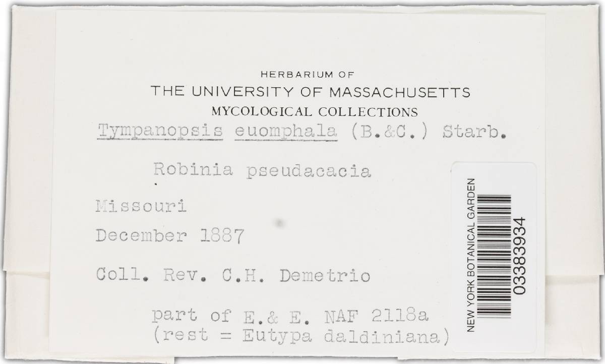 Nitschkia confertula image