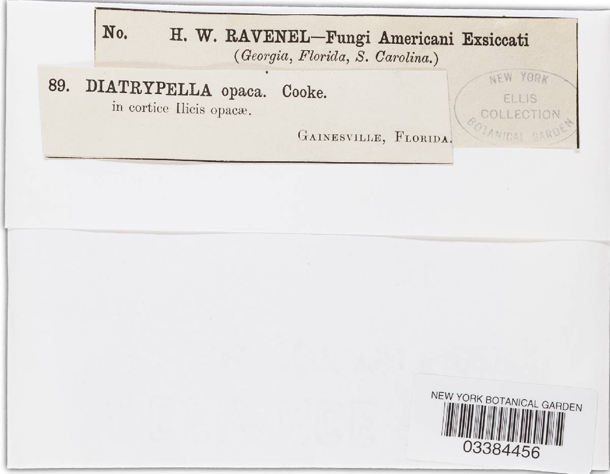 Cryptovalsa opaca image