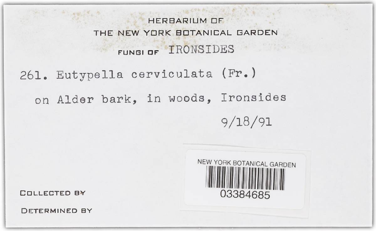 Eutypella cerviculata image
