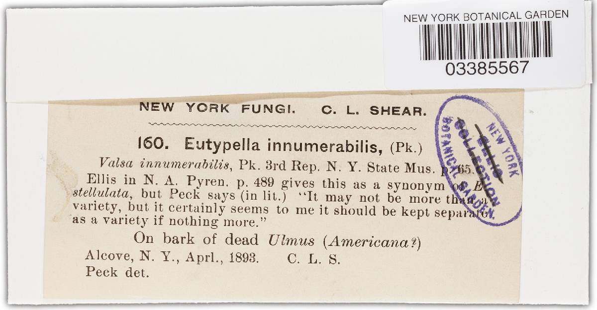 Eutypella innumerabilis image