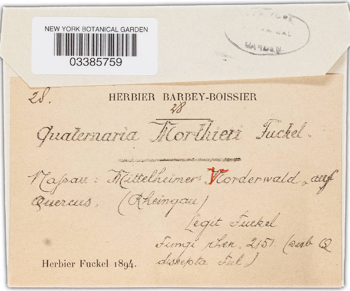 Quaternaria morthieri image