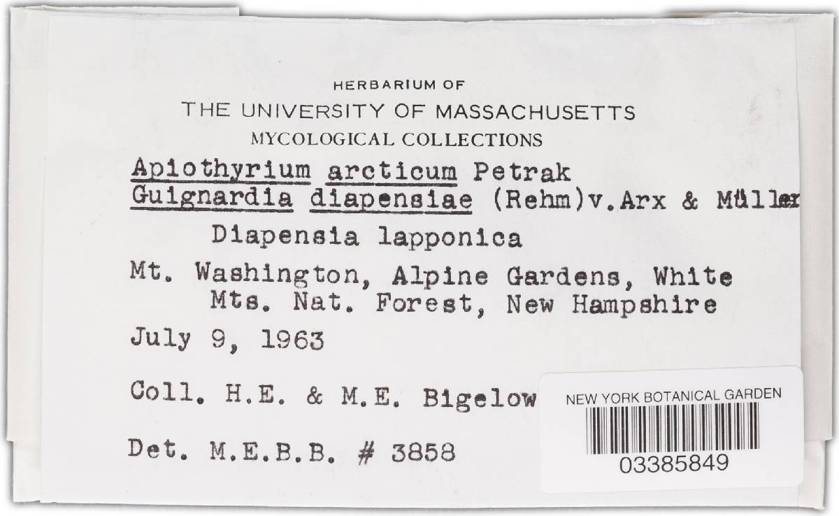 Apiothyrium image