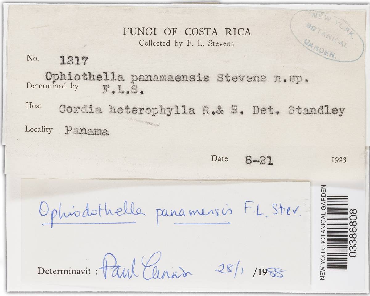 Ophiodothella panamensis image