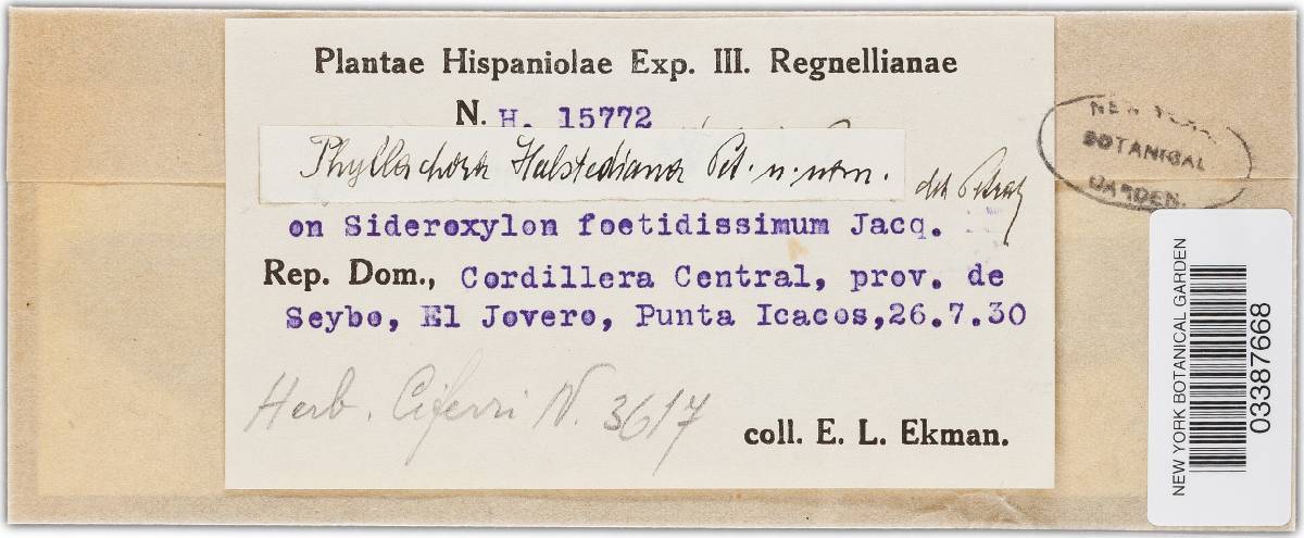 Phyllachora halstediana image